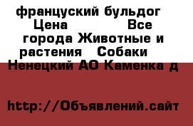 француский бульдог › Цена ­ 40 000 - Все города Животные и растения » Собаки   . Ненецкий АО,Каменка д.